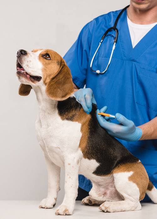 Beagle oltást kap az állatorvosnál