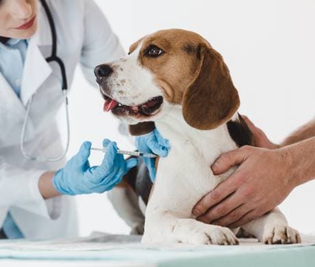 Beagle védőoltást kap a rendelőben